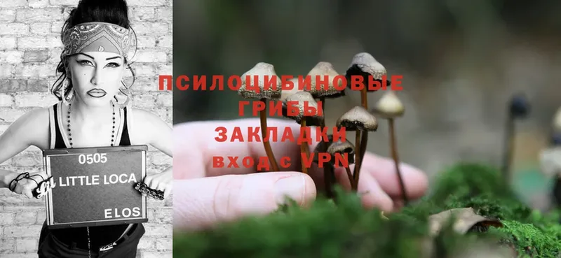 купить наркотики цена  Лосино-Петровский  Псилоцибиновые грибы Psilocybe 